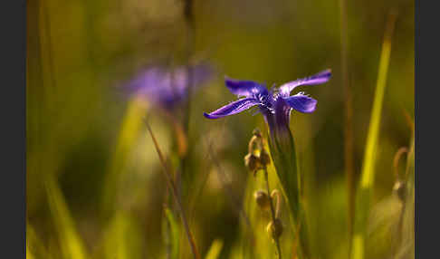 Gewöhnlicher Fransenenzian (Gentianella ciliata)