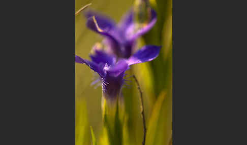 Gewöhnlicher Fransenenzian (Gentianella ciliata)