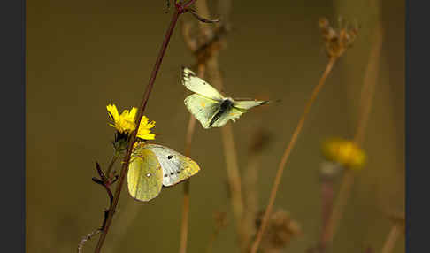 Goldene Acht (Colias hyale)