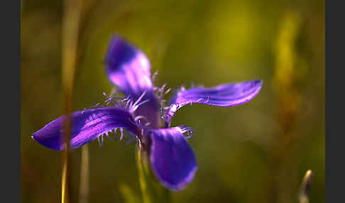 Gewöhnlicher Fransenenzian (Gentianella ciliata)