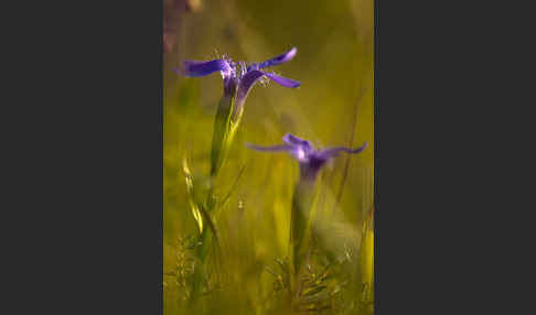 Gewöhnlicher Fransenenzian (Gentianella ciliata)