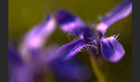 Gewöhnlicher Fransenenzian (Gentianella ciliata)