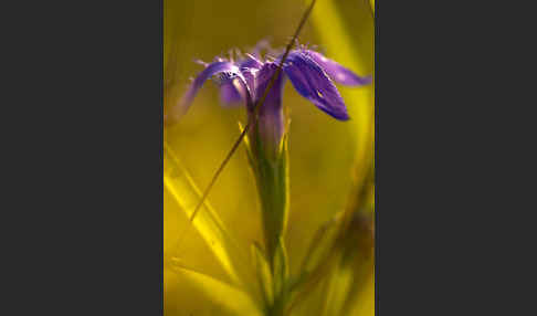 Gewöhnlicher Fransenenzian (Gentianella ciliata)