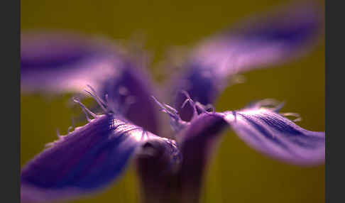 Gewöhnlicher Fransenenzian (Gentianella ciliata)