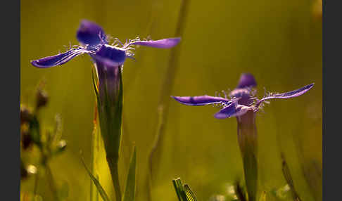 Gewöhnlicher Fransenenzian (Gentianella ciliata)