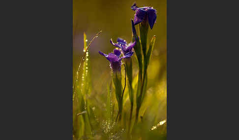 Gewöhnlicher Fransenenzian (Gentianella ciliata)