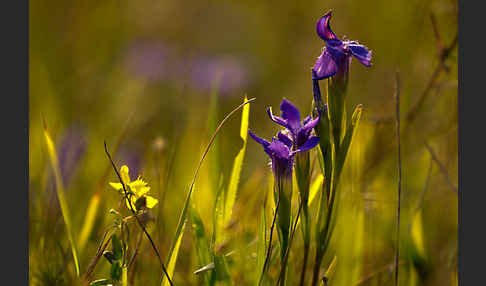 Gewöhnlicher Fransenenzian (Gentianella ciliata)