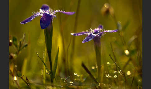 Gewöhnlicher Fransenenzian (Gentianella ciliata)