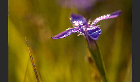 Gewöhnlicher Fransenenzian (Gentianella ciliata)