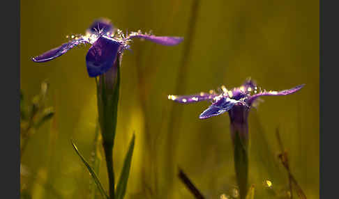 Gewöhnlicher Fransenenzian (Gentianella ciliata)