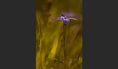 Gewöhnlicher Fransenenzian (Gentianella ciliata)