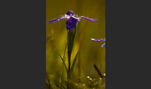 Gewöhnlicher Fransenenzian (Gentianella ciliata)