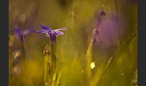 Gewöhnlicher Fransenenzian (Gentianella ciliata)