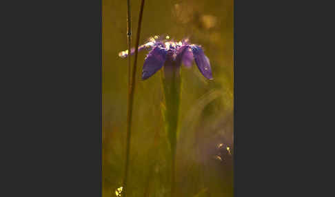 Gewöhnlicher Fransenenzian (Gentianella ciliata)