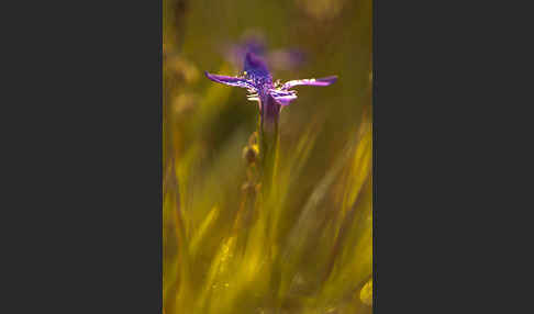 Gewöhnlicher Fransenenzian (Gentianella ciliata)