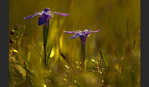 Gewöhnlicher Fransenenzian (Gentianella ciliata)