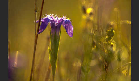 Gewöhnlicher Fransenenzian (Gentianella ciliata)