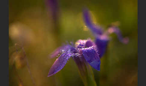 Gewöhnlicher Fransenenzian (Gentianella ciliata)