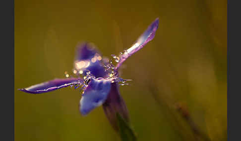 Gewöhnlicher Fransenenzian (Gentianella ciliata)