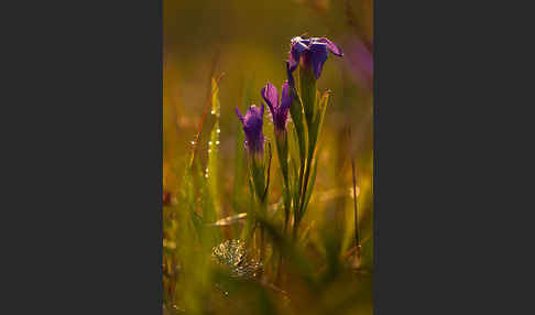 Gewöhnlicher Fransenenzian (Gentianella ciliata)