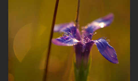 Gewöhnlicher Fransenenzian (Gentianella ciliata)