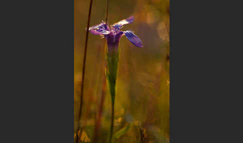 Gewöhnlicher Fransenenzian (Gentianella ciliata)