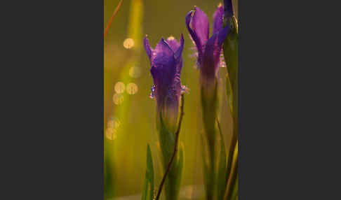 Gewöhnlicher Fransenenzian (Gentianella ciliata)