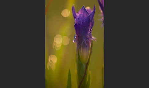 Gewöhnlicher Fransenenzian (Gentianella ciliata)