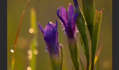 Gewöhnlicher Fransenenzian (Gentianella ciliata)