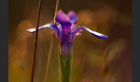 Gewöhnlicher Fransenenzian (Gentianella ciliata)