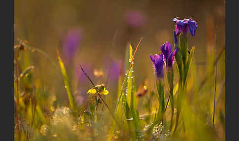 Gewöhnlicher Fransenenzian (Gentianella ciliata)