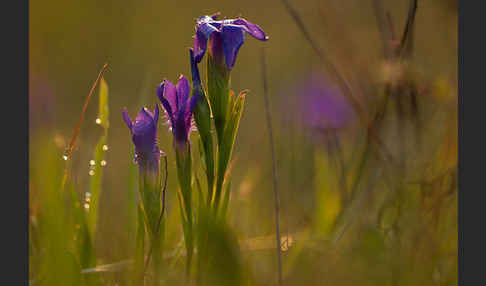 Gewöhnlicher Fransenenzian (Gentianella ciliata)