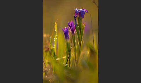 Gewöhnlicher Fransenenzian (Gentianella ciliata)