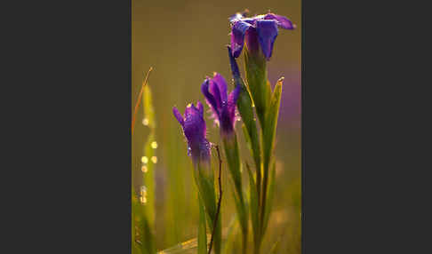 Gewöhnlicher Fransenenzian (Gentianella ciliata)