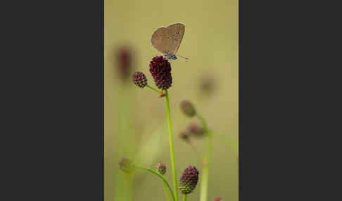 Dunkler Wiesenknopf-Ameisenbläuling (Glaucopsyche nausithous)