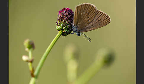 Dunkler Wiesenknopf-Ameisenbläuling (Glaucopsyche nausithous)