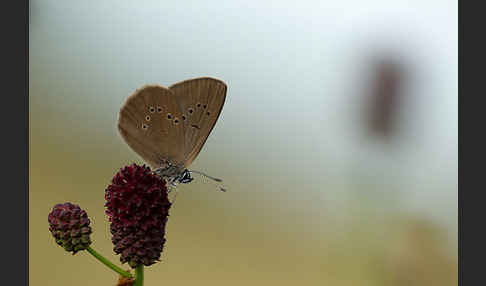 Dunkler Wiesenknopf-Ameisenbläuling (Glaucopsyche nausithous)