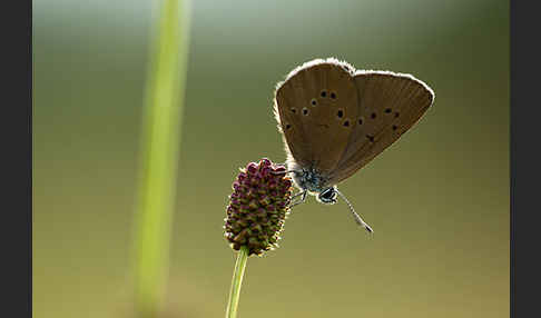 Dunkler Wiesenknopf-Ameisenbläuling (Glaucopsyche nausithous)