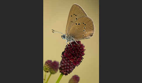 Dunkler Wiesenknopf-Ameisenbläuling (Glaucopsyche nausithous)