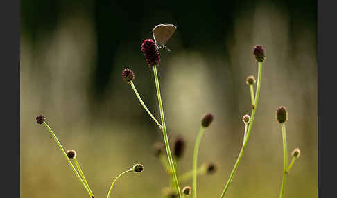 Dunkler Wiesenknopf-Ameisenbläuling (Glaucopsyche nausithous)