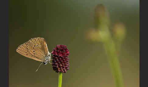 Dunkler Wiesenknopf-Ameisenbläuling (Glaucopsyche nausithous)