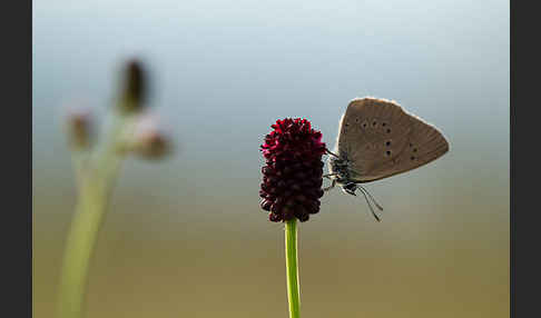 Dunkler Wiesenknopf-Ameisenbläuling (Glaucopsyche nausithous)