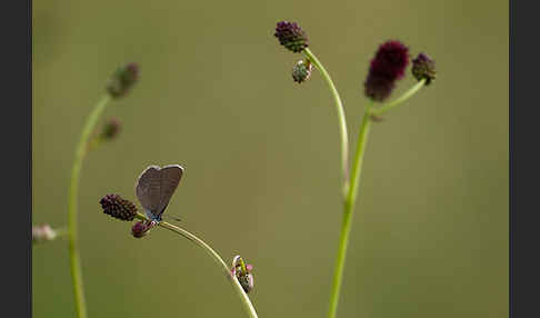 Dunkler Wiesenknopf-Ameisenbläuling (Glaucopsyche nausithous)