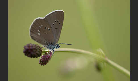 Dunkler Wiesenknopf-Ameisenbläuling (Glaucopsyche nausithous)