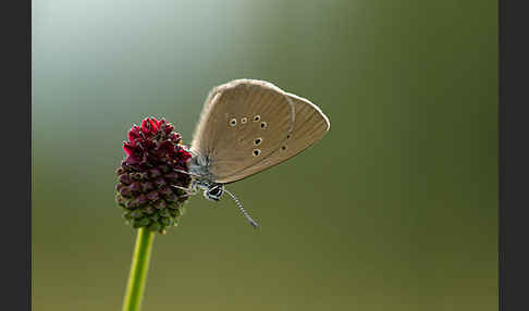 Dunkler Wiesenknopf-Ameisenbläuling (Glaucopsyche nausithous)