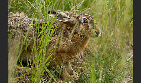 Feldhase (Lepus europaeus)