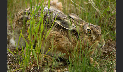 Feldhase (Lepus europaeus)