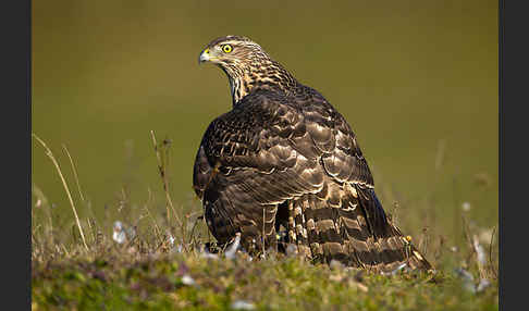 Habicht (Accipiter gentilis)