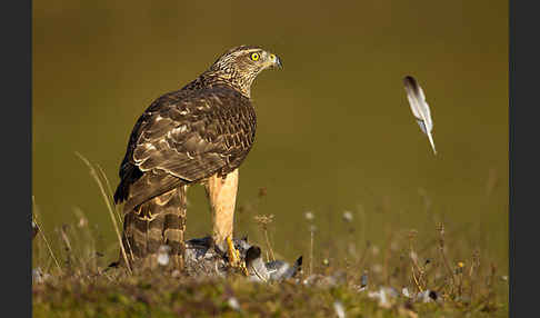 Habicht (Accipiter gentilis)