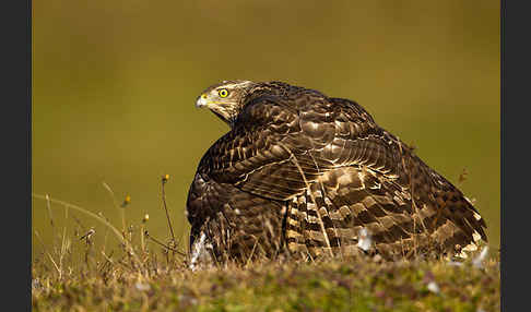 Habicht (Accipiter gentilis)